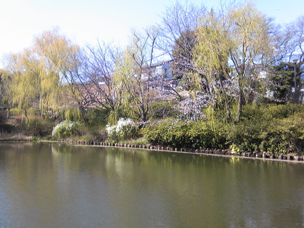 谷矢部池公園の桜a