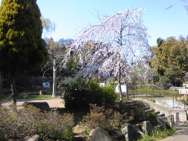 谷矢部池公園の桜c
