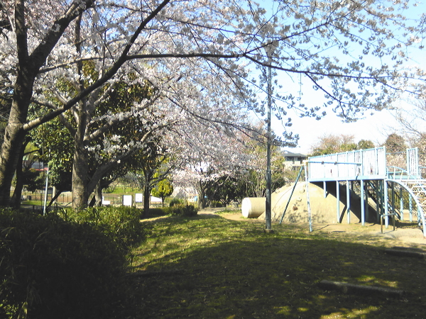 谷矢部池公園の桜d